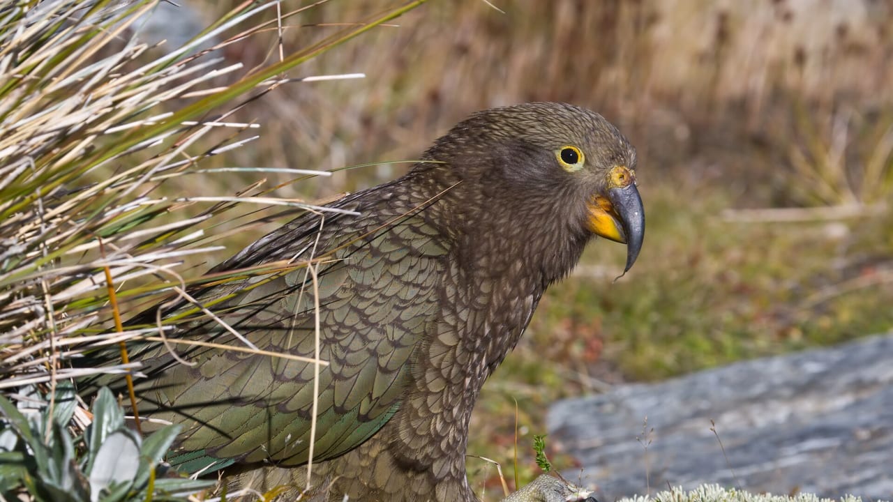 Papagei-Foraging: Natürliche Futterspiele gegen Langeweile