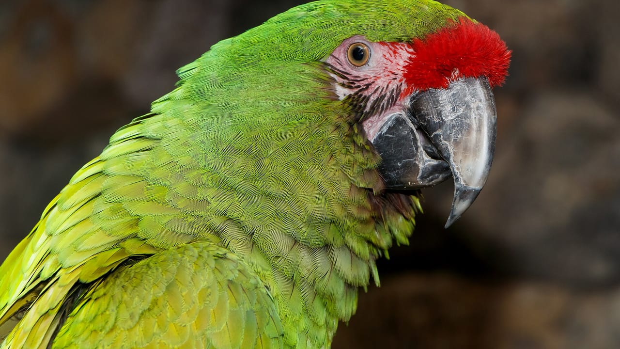 Papagei seriös kaufen: Züchter, Tierschutz und rote Flaggen