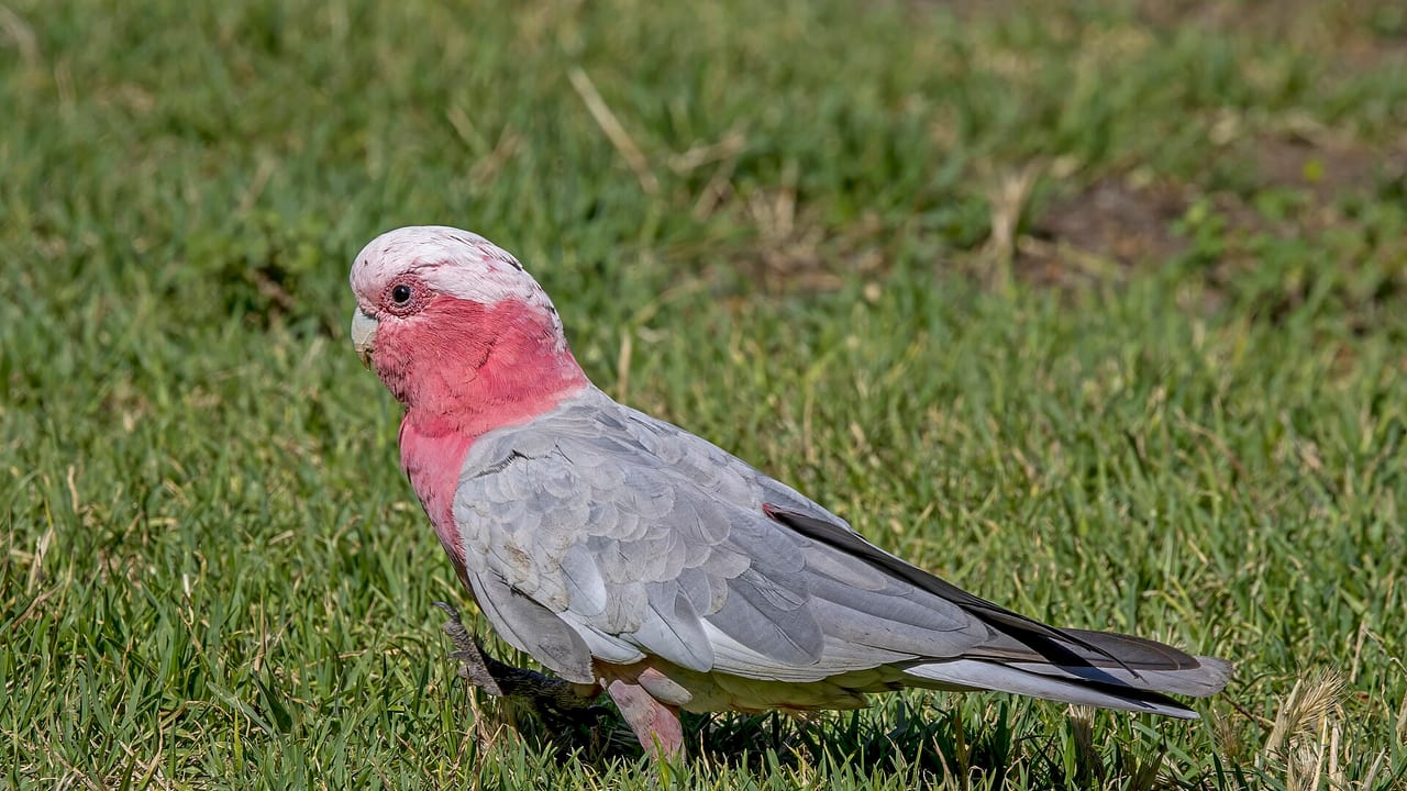 Rosakakadu mit grau-rosa Gefieder