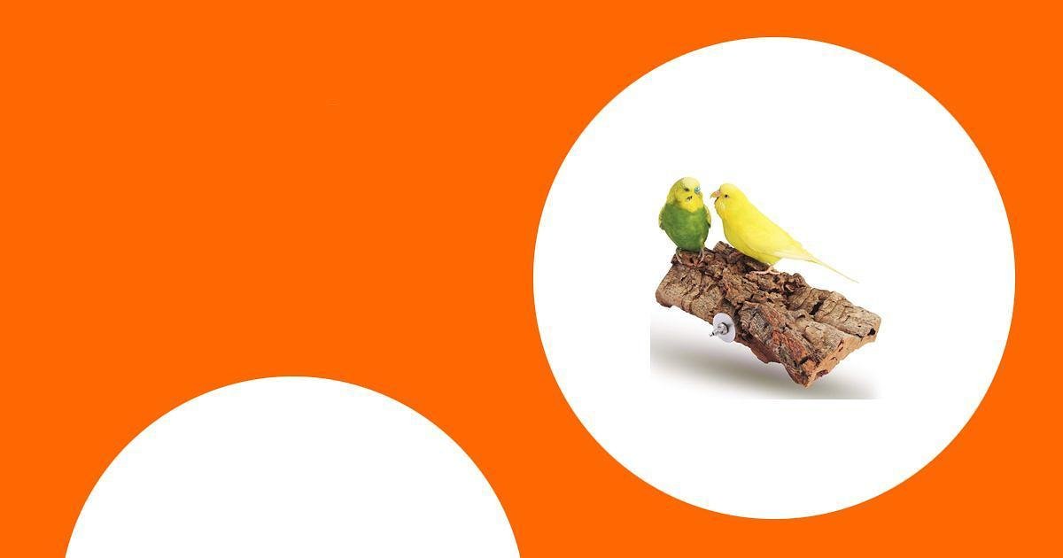 Die besten Sitzstangen für Papageien: Naturholz und unterschiedliche Durchmesser schützen die Füsse